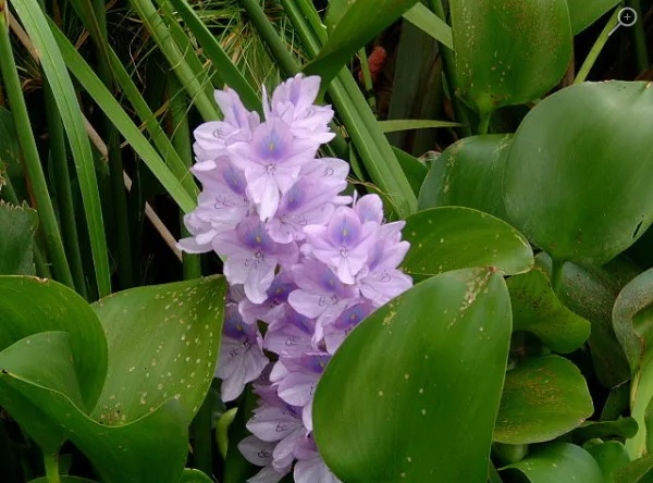 EAYT CAMALOTE PLANTA 1 DE MAYO DE 2026.jpg